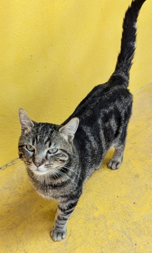 Photo TABBYCAT 2